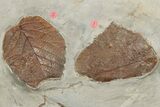 Twelve Fossil Leaves (Zizyphoides, Beringiaphyllum & Davidia) -Montana #188744-2